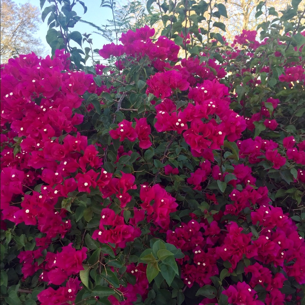 Meet your Posher, Clara